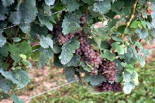 Trauben bei Konzelmann