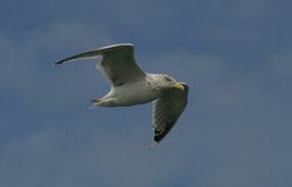 M�we - St. Lorenz Strom