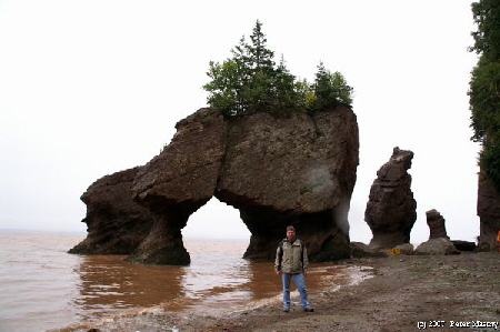 Flower Pot Rocks - Peter