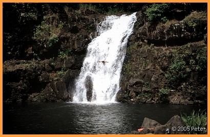 Waimea Falls Jumper