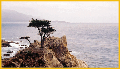 the lone cypress - 17 miles drive Carmel