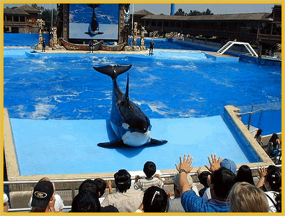 Shamu Show in Sea World - expect wet clothes