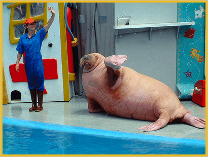 Das rosa Walross in Sea World